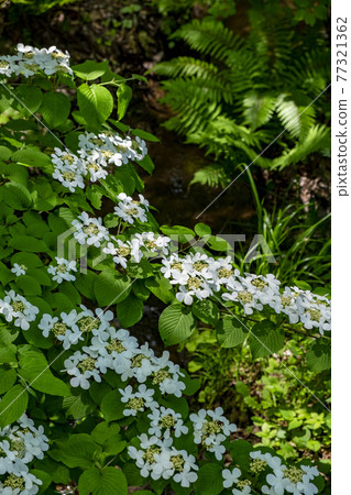 Scenery of Shikinomori Park in Midori-ku, Yokohama Scenery of Shikinomori Park in Midori-ku, Yokohama 77321362