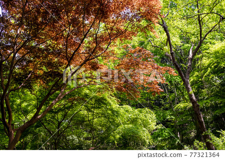 Scenery of Shikinomori Park in Midori-ku, Yokohama 77321364