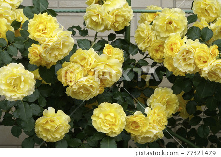 Yellow roses in full bloom on the fence Yellow roses in full bloom on the fence 77321479