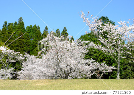Beautiful cherry blossom trees blooming on the hills of the park 77321560