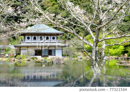Mysterious scenery of Iwaya Park where cherry blossoms bloom 77321584