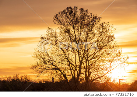 “埼玉縣”水沼稻田晨景 77321710