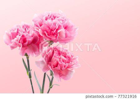 康乃馨 康乃馨 77321916