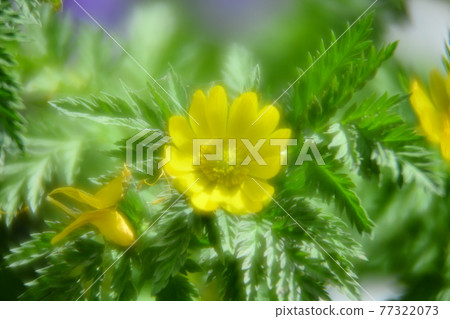 Fukuge Fukuge 77322073