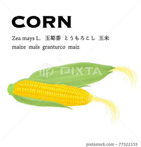 Vector illustration of fresh corn with teeth Vector illustration of fresh corn with teeth 77322155