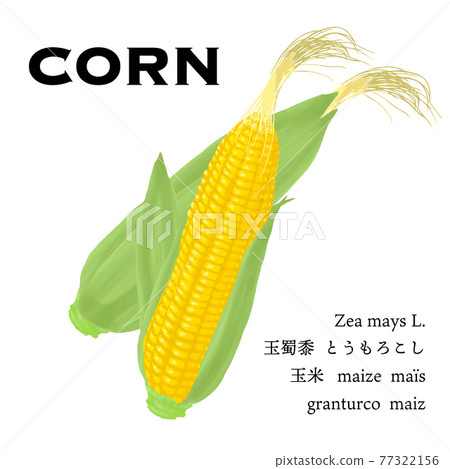 Vector illustration of ripe corn with leaves 77322156