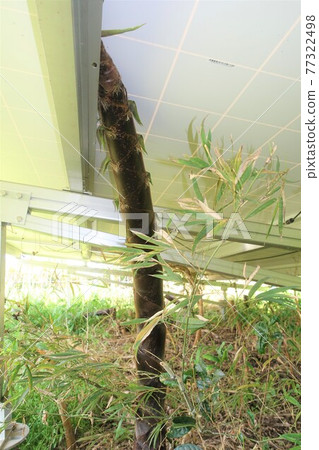 Solar power plant with bamboo growing from under the panel Solar power plant with bamboo growing from under the panel 77322498