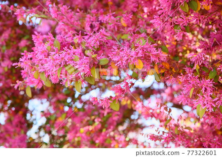 Akabanatokiwamansaku flower 77322601