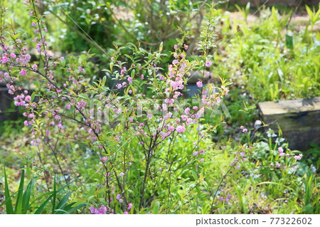 Flower of a sagebird 77322602