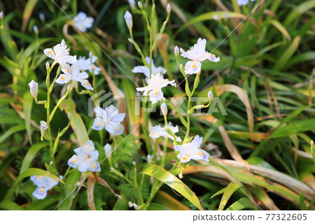 Shaga的花朵 77322605