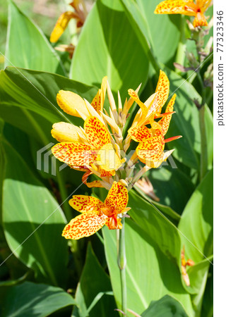 Canna flowers with red spots on yellow 77323346