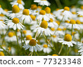 White chamomile flower field close-up 77323348