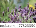 Purple French lavender like pineapple 77323350