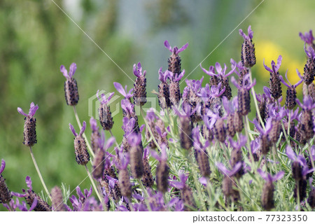 Purple French lavender like pineapple 77323350