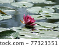 Shining water surface and red flowers and leaves of water lily 77323351