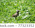 Young starling in the grass 77323352