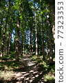 A quiet forest trail 77323353