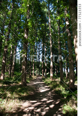 A quiet forest trail 77323353