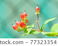 Pink Hypericum fruit 77323354