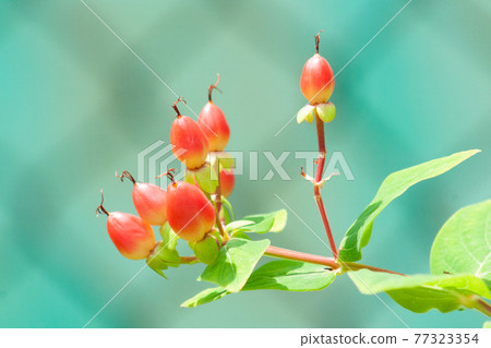 Pink Hypericum fruit 77323354