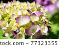 Purple hydrangea flower close-up macro 77323355
