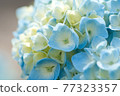 Beautiful light blue hydrangea flowers in pastel colors 77323357