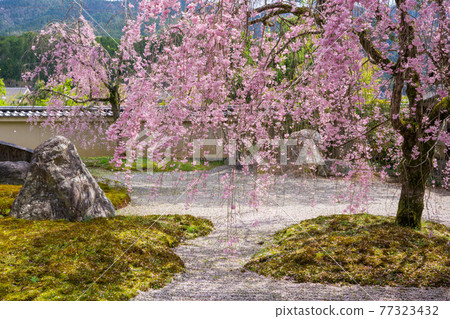 京都地藏院的垂枝櫻花 京都地藏院的垂枝櫻花 77323432
