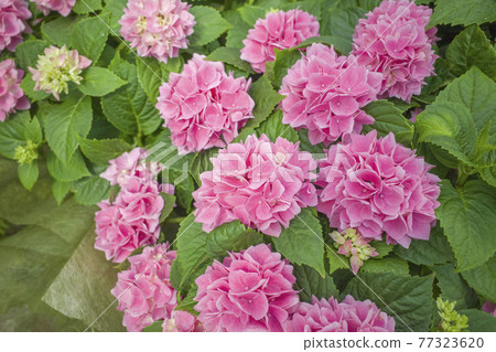 繡球花 / 赤雲 繡球花 / 赤雲 77323620