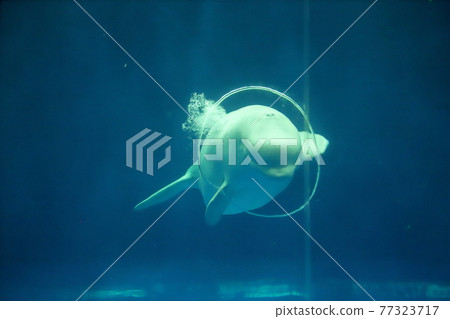 島根水族 77323717