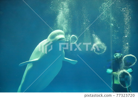 島根水族 島根水族 77323720