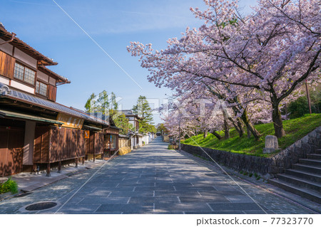 京都：櫻花在路上 77323770