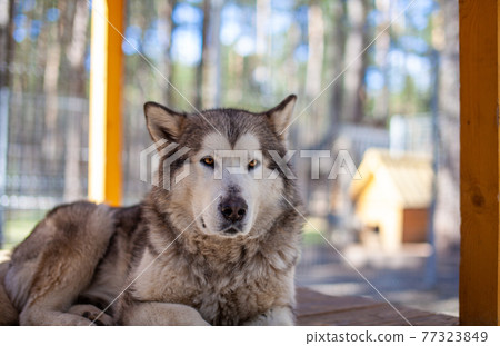 A beautiful and kind Alaskan Malamute shepherd sits in an enclosure 77323849