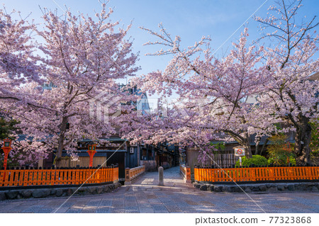 京都只園白川的櫻花和龍橋 77323868
