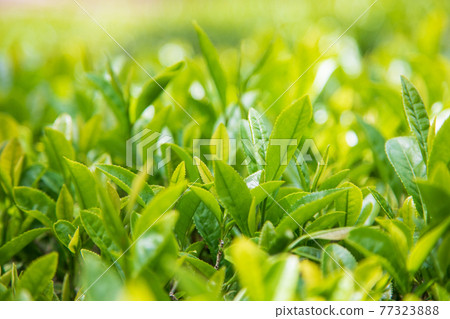 新茶 77323888