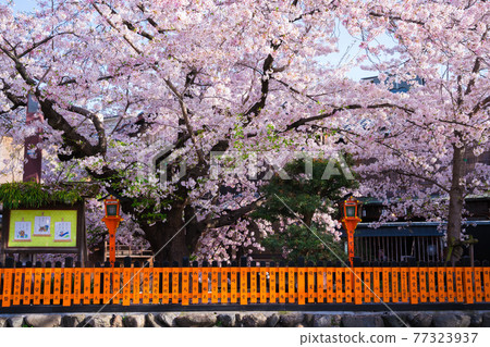 京都祗園櫻花在白川鄉 77323937