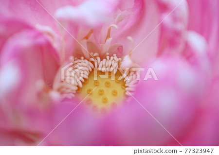 Close up inside the lotus flower 77323947