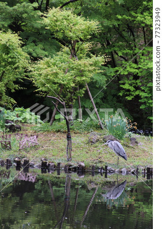 Gray heron standing by the pond 77323949