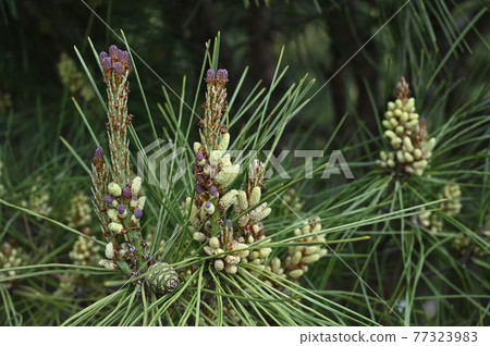 Pine flowers Pine flowers 77323983