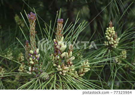 Pine flowers 77323984