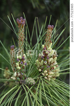 松花 松花 77323985