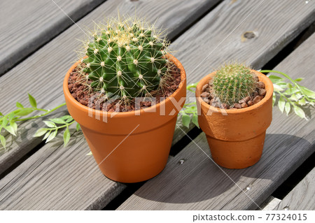 仙人掌，遺產，園藝，園藝，植物，觀葉植物，綠色，綠色，，隱士棕櫚，多肉植物 77324015