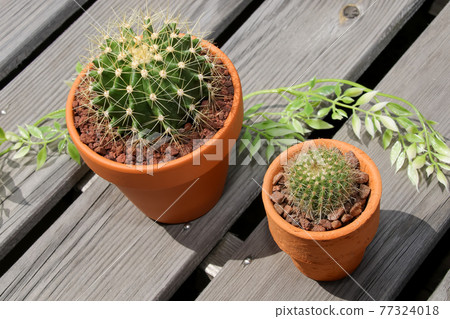 Cactus, heritage, horticulture, gardening, plants, foliage plants, green, green ,, hermit palm, succulents 77324018