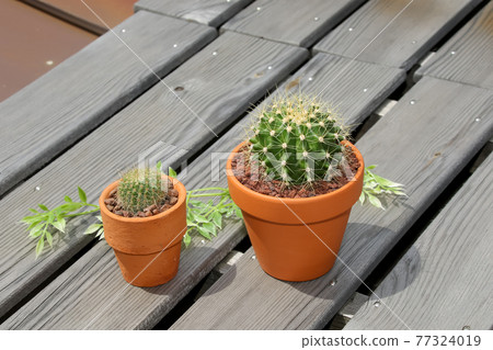 Cactus, heritage, horticulture, gardening, plants, foliage plants, green, green ,, hermit palm, succulents 77324019