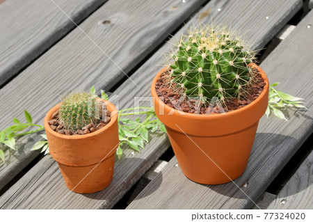 Cactus, heritage, horticulture, gardening, plants, foliage plants, green, green ,, hermit palm, succulents 77324020