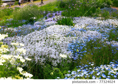 Nemophila blooming on the hill 77324024