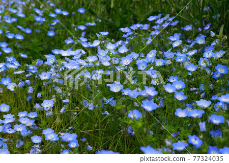 Nemophila blooming on the hill Nemophila blooming on the hill 77324035
