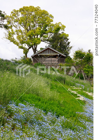 Nemophila盛開在山上 77324040