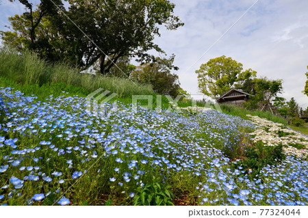 Nemophila blooming on the hill Nemophila blooming on the hill 77324044