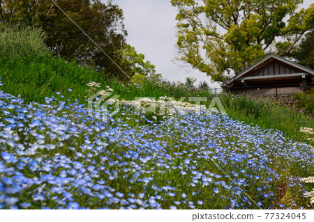 Nemophila blooming on the hill Nemophila blooming on the hill 77324045