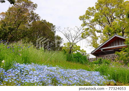 Nemophila blooming on the hill Nemophila blooming on the hill 77324053